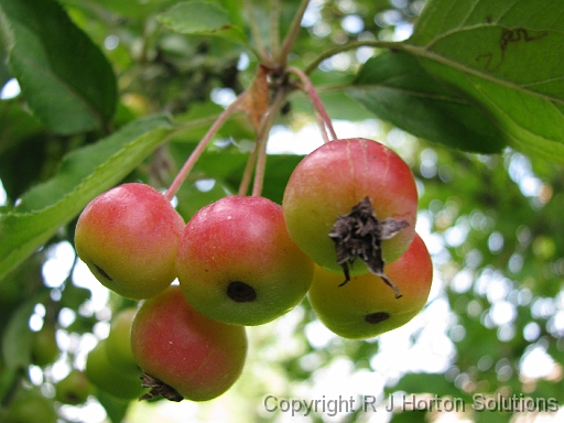 Crab Apple_1